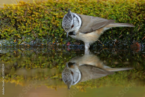 Czubata (Lophophanes cristatus)