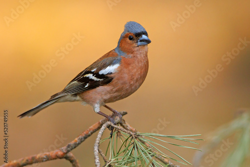 Zięba (Fringilla coelebs)