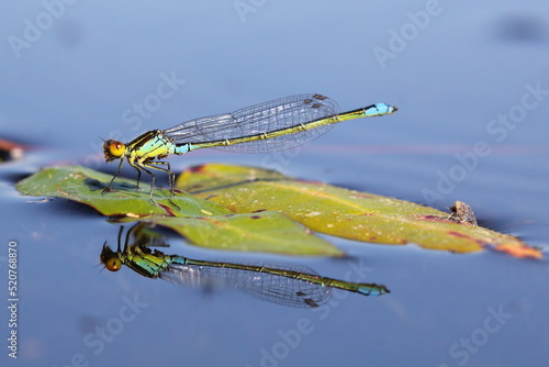 The small red-eyed damselfly (Erythromma viridulum) female on the surface of the water in a natural habitat