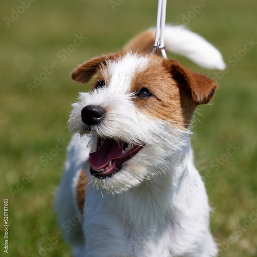 A small tan and white Jack Russell Terrier in the ring at a dog show, head shot close up looking up at owner, showing movement, expression and personality
