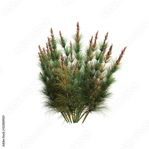 3d illustration of elegia capensis grass isolated on white background