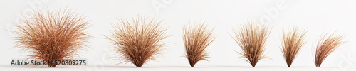 3d illustration of set carex buchananii grass isolated on white background