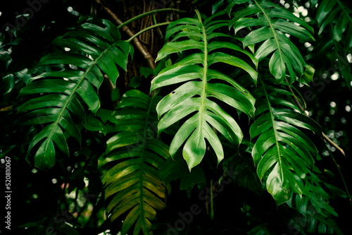 Green leaves of Monstera philodendron plant growing in wild, the tropical forest plant, evergreen vines abstract color on dark background. Vector exotic pattern with palm leaves.