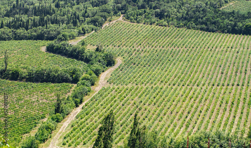 Vineyards, plantations of green grapes ripen on the mountainside.