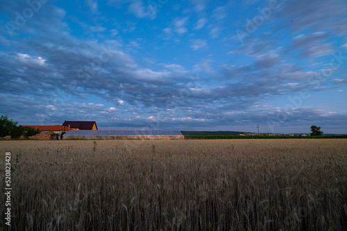 Dreamy shot of fluffy clouds over a wheat field after sunset, during the so-called blue hour