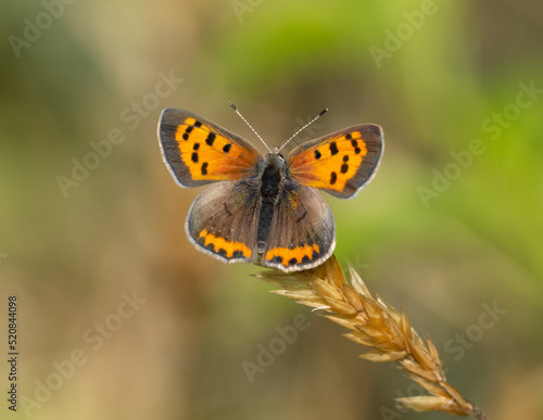 American Copper butterfly perched on head of grass seed
