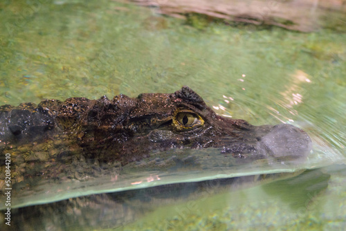 Spectacled caiman (Caiman crocodilus) swims in water. Face of animal.