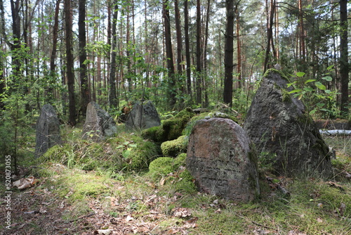 Stary cmentarz w lesie