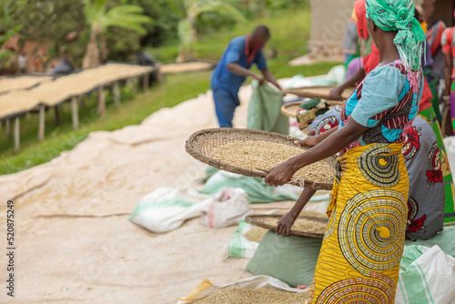 African American female workers sorting through coffee cherries in region of Rwanda
