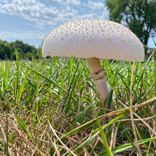 White Horse Mushroom in Grass at Park