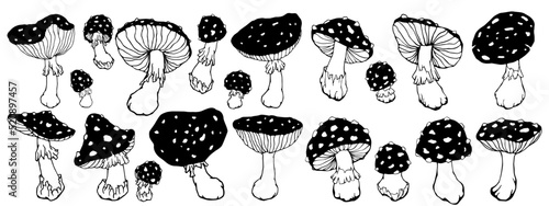 Large collection of sketches of forest mushrooms fly agaric.Vector graphics