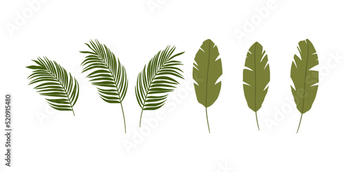 Egzotyczne liście - palma i banan. Botaniczna ilustracja tropikalnej rośliny na białym tle. Ilustracja wektorowa.