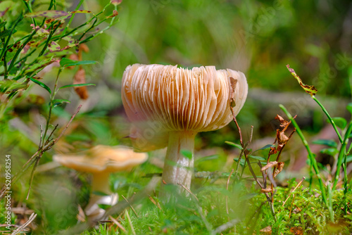 grzyb w lesie, grzyb z bliska, mushroom in the forest, mushroom close up, sezon na grzyby