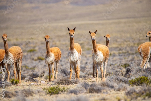 Vicuñas en la Reserva Nacional de Salinas y Aguada Blanca