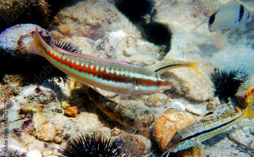 Mediterranean rainbow wrasse - (Coris julis)