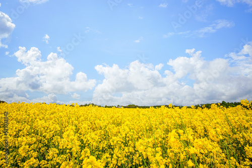 Yellow canola flowers on a rural field