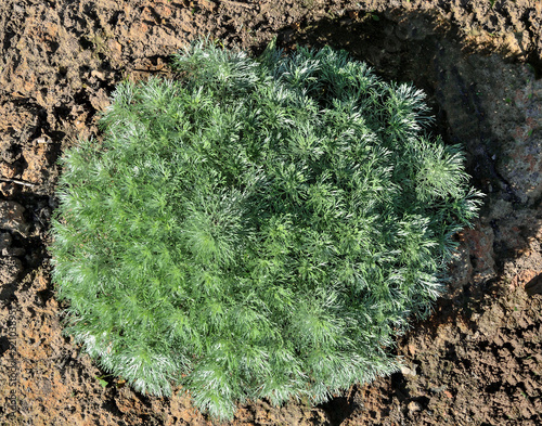 Decorative absinthium or silver wormwood - Artemisia schmidtiana Nana