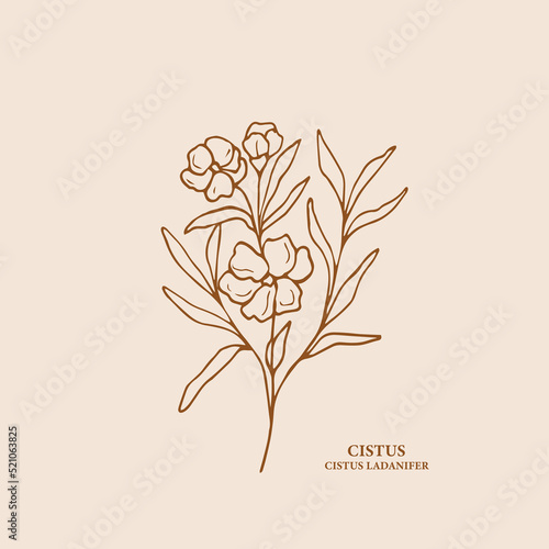 Sketch cistus flower branch illustration