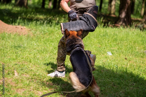 Shepherd training for aggression, with dog handlers in the forest.