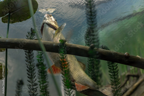 Freshwater fish asp (Aspius aspius) eats an insect from the surface. Asp cauldron. Underwater photography in the river at a rare moment. Asp in its natural habitat. Bottom view