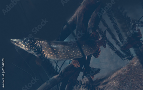 Freshwater fish pike (Esox lucius) hides in driftwood waiting for prey. Underwater photography in the river. An animal of the wild. Pike in its natural habitat. Side view