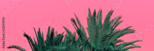Palm branches on a pink background. Horizontal banner