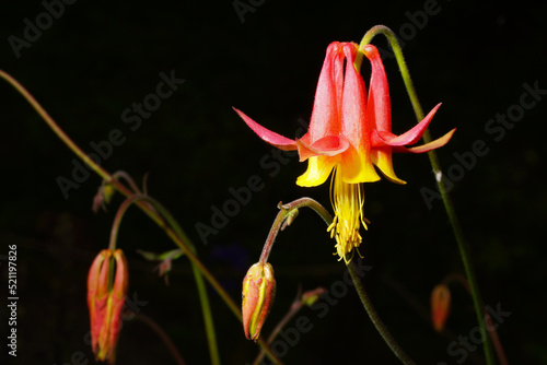 Flowering crimson columbine (Aquilegia formosa), beautiful bicoloured, red and yellow flower