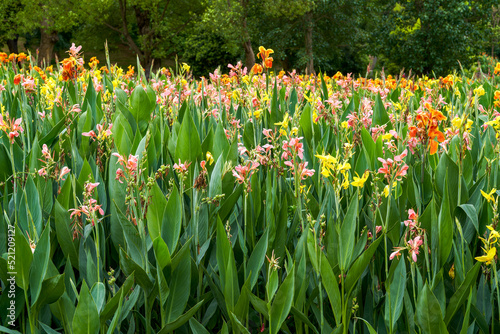 Beautiful view of canna flowers growing by the lake in the park