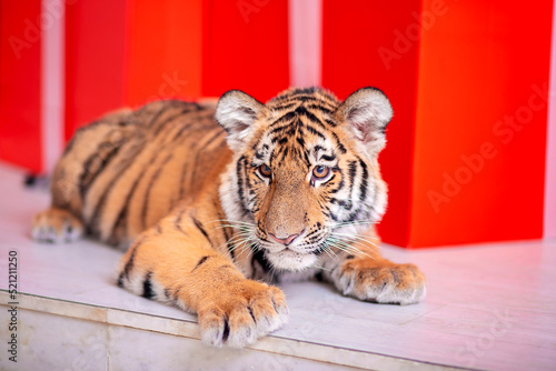 The tiger cub lies on the marble floor in the palace. Symbol of the year 2022.