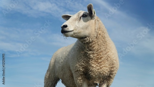 Closeup portrait of a texel sheep grazing in a farm outdoors