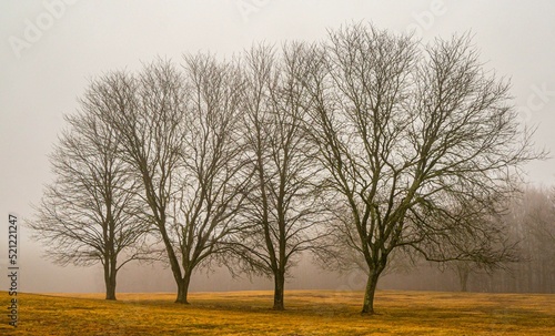 Leafless trees in the meadow against the background of the misty sky.