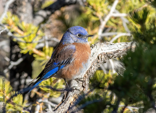 A western bluebird perched on a juniper branch 