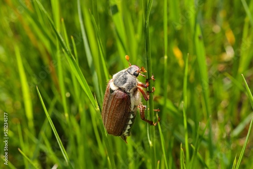 Selective focus shot of maybug on a grass stalk