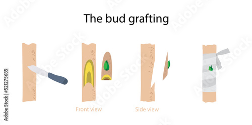 illustration of biology and agriculture, The bud grafting, Chip budding is a grafting technique, Bud grafting involves grafting the vegetative bud from your chosen tree variety to a rootstock