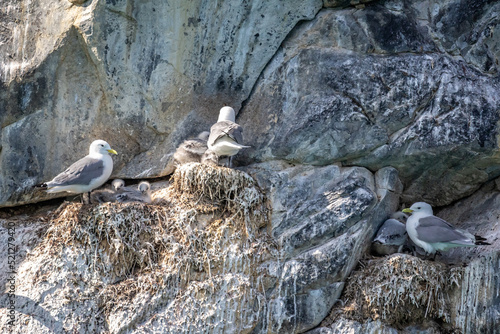 Kittywakes nesting with young on cliff face in Evighedsfjord, Greenland