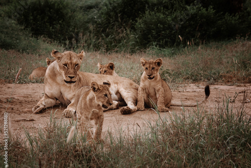 Lwica z młodymi lwami. Lwia rodzina. Safarii w Kenii.