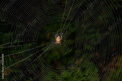 Spider-cross on the web, close-up of the spider in the center of the web, natural background