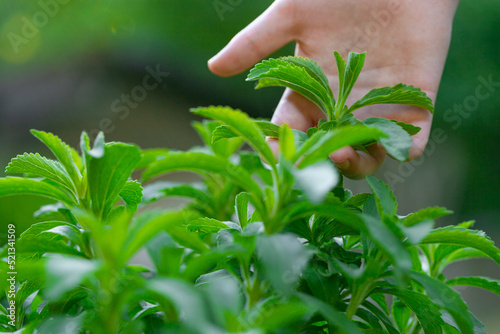 Stevia collection. Hand plucks stevia in the rays of the bright sun. Stevia rebaudiana on blurred green garden background