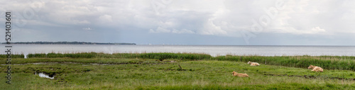 green shore with cows at Oresund coast, near Niva, Denmark
