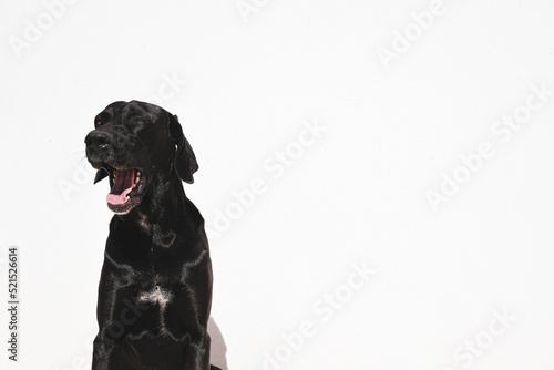 black labrador retriever