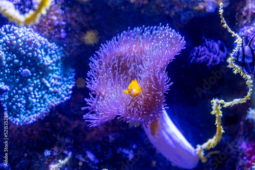 Anémone de mer avec un poisson jaune en fond marin