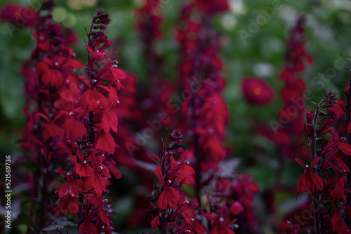 beautiful red snapdragon flowers in the gardenor Compliment Deep Red cardinal flower