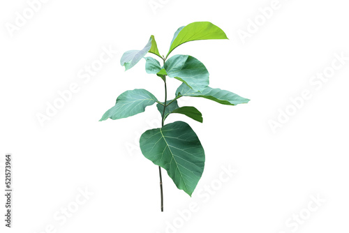 Isolated tectona grandis or teak branch and leaves with clipping paths.