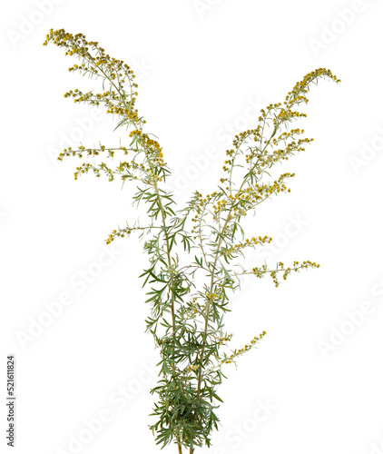 Artemisia vulgaris isolated on white background. Common mugwort flowers. Herbal medicine. Clipping path.