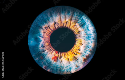 eye iris