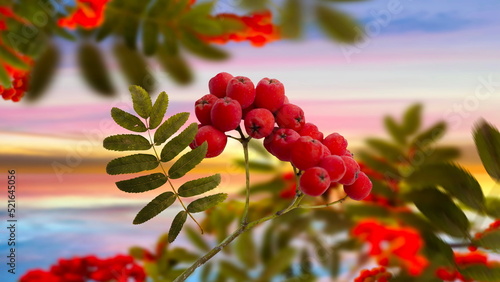  rowan berry and yellw leaves Autumn Season background template banner