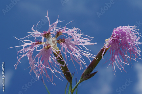 Dianthus superbus commonly known as fringed pink. It is used in Chinese herbology. (scientific name: Dianthus superbus subsp. alpestris Kablík. ex Čelak. )