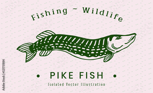 pike fish drawing retro style illustration for fishing, fishermen, logo, branding, t-shirt, poster and other.