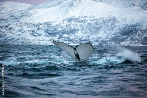 Humpback in Norwegian Fjord