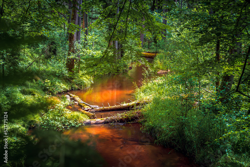 A beautiful river with a sandy bottom flowing in a dense forest. The "Szum" nature reserve. Górecko Kościelne, Poland